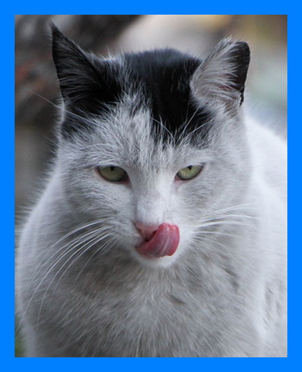 dcccarbcat