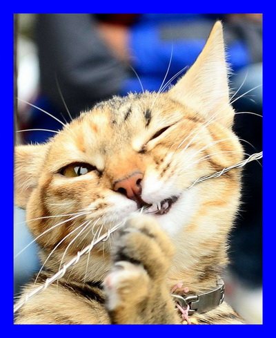 DentalCatDCCCCL