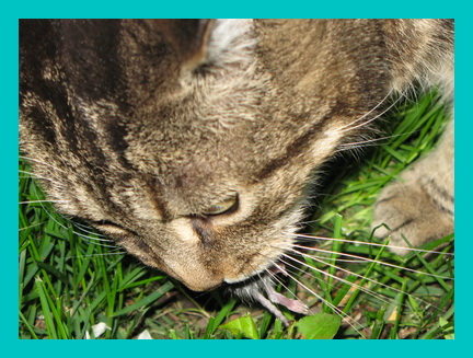 Diabetic Cat Eating Mouse