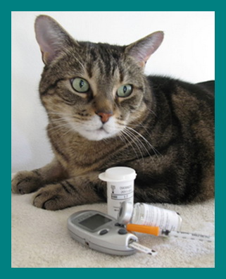 Feline Insulin Dosage Chart